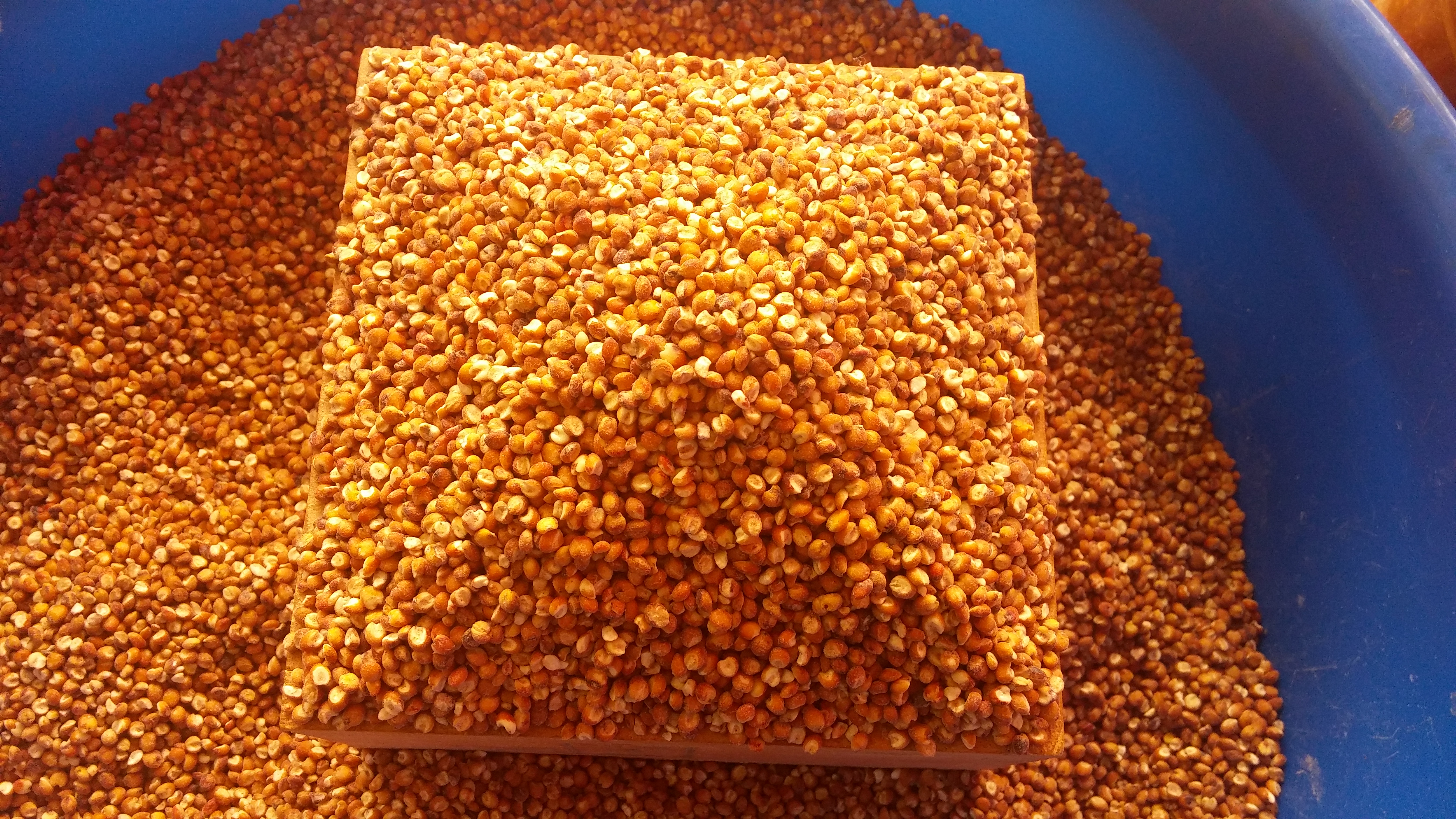 강화도 교동잡곡 수수1kg,